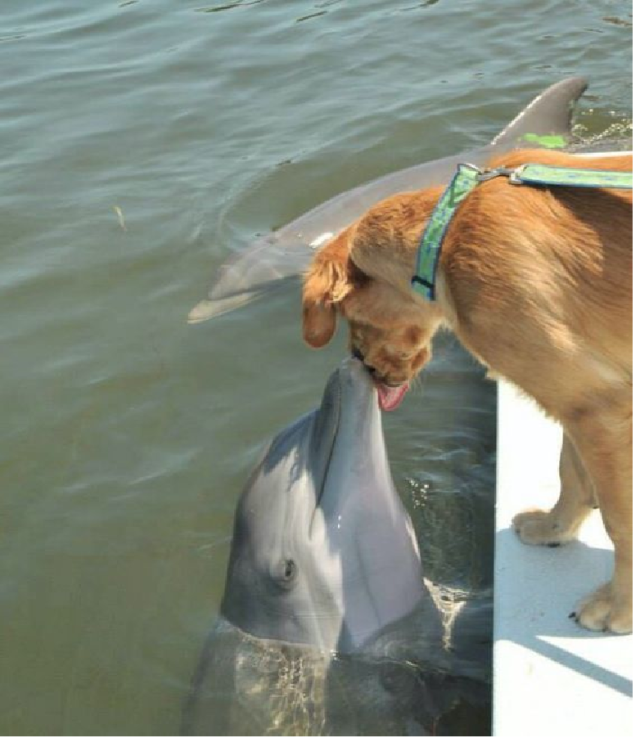 Mascotas a bordo: guía completa para una aventura segura y divertida en el agua