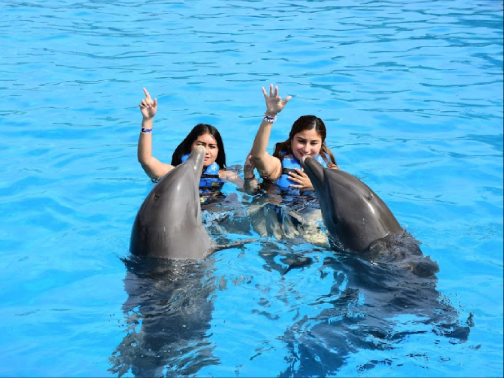 Dolphin Playa del Carmen