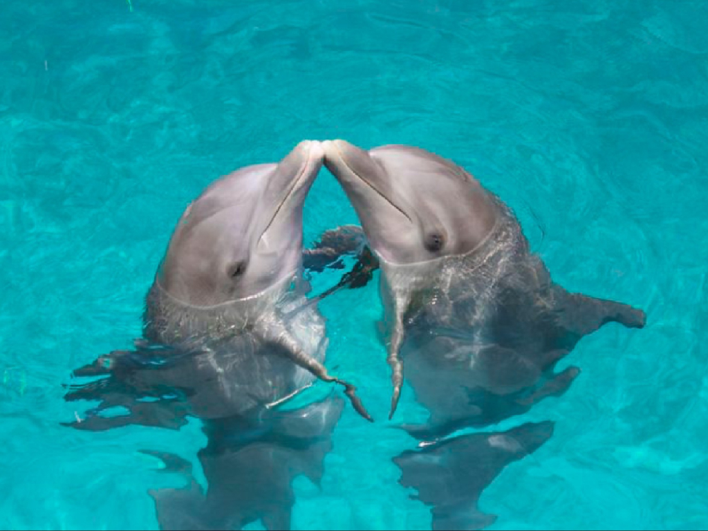 Dolphin Playa del Carmen