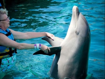 Terapia con i delfini