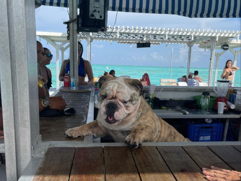 ibiza bar flotante en SAI